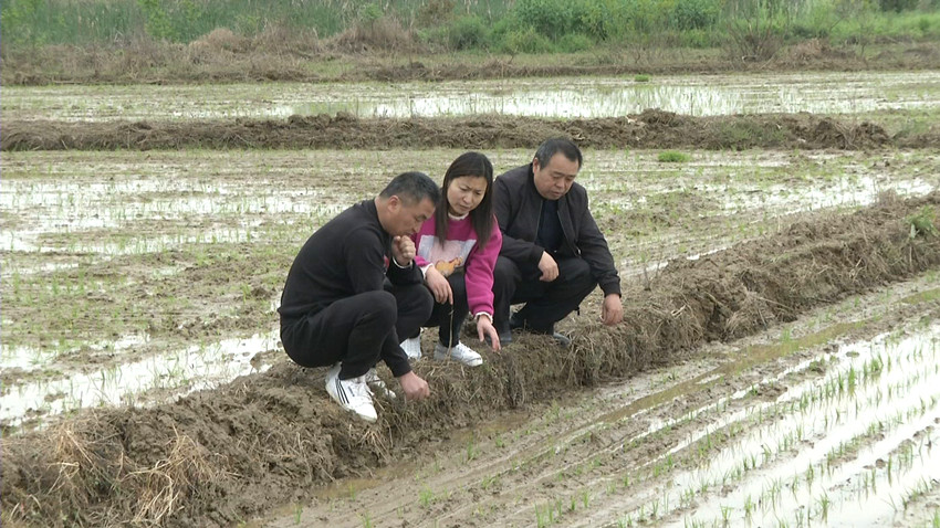 在稻香农作物种植专业合作农田里农机人员指导秧苗.jpg